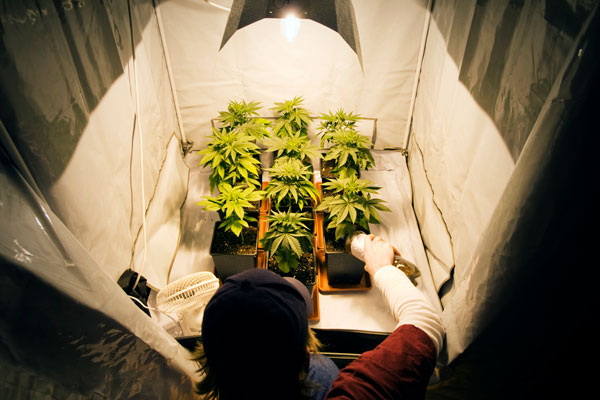 Cannabis Grow Tent