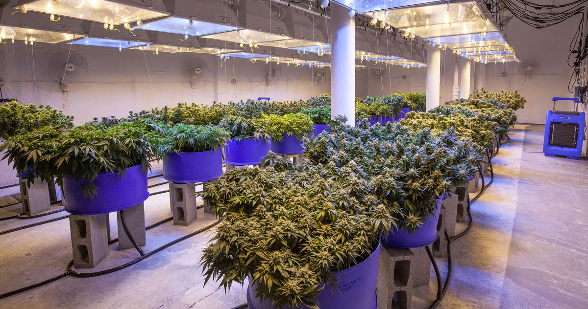 Cannabis Hydroponic Grow Room HyperLogic