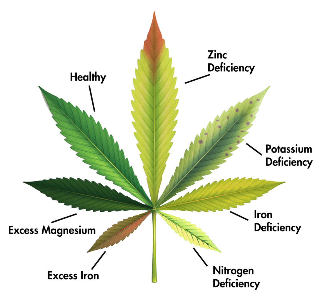 Cannabis Leaf Compounds: Boron, Zinc, Potassium, Iron, Nitrogen, Iron and Magnesium