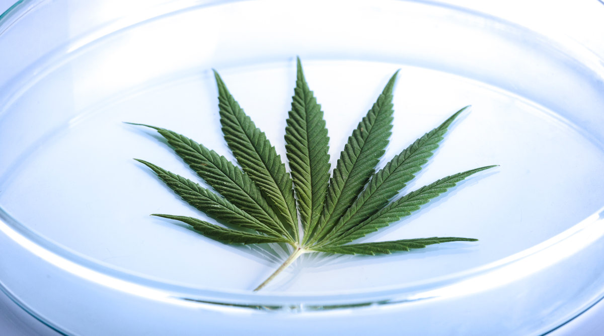 Marijuana Leaf in Petri Dish