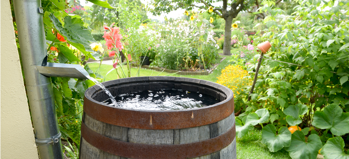 Rainwater Barrell