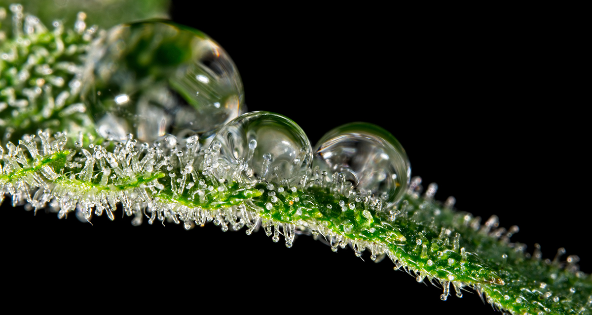 Trichomes with water drops