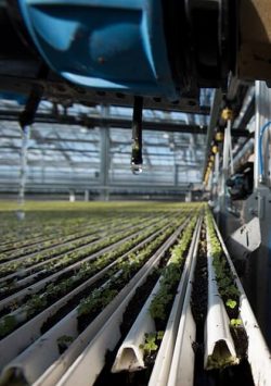 Commercial Hydroponic Farm Commercial Hydroponic Farm