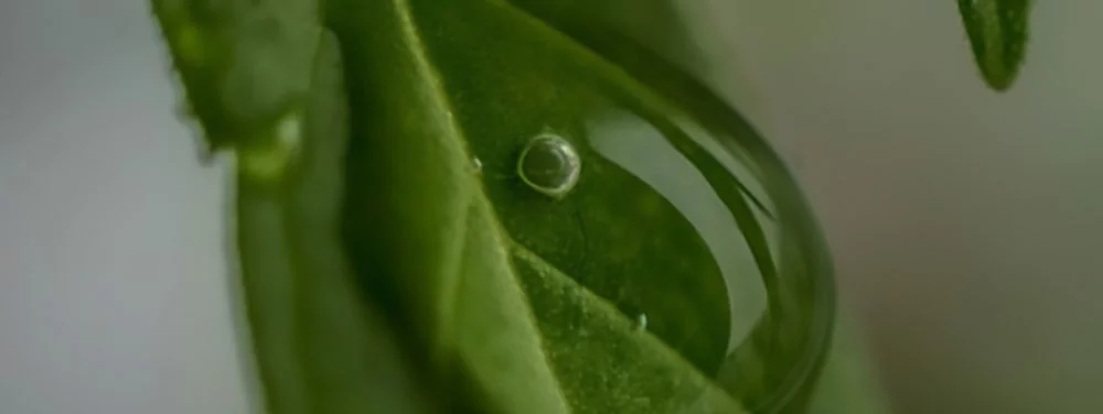 Cannabis Leaves with Water Drops