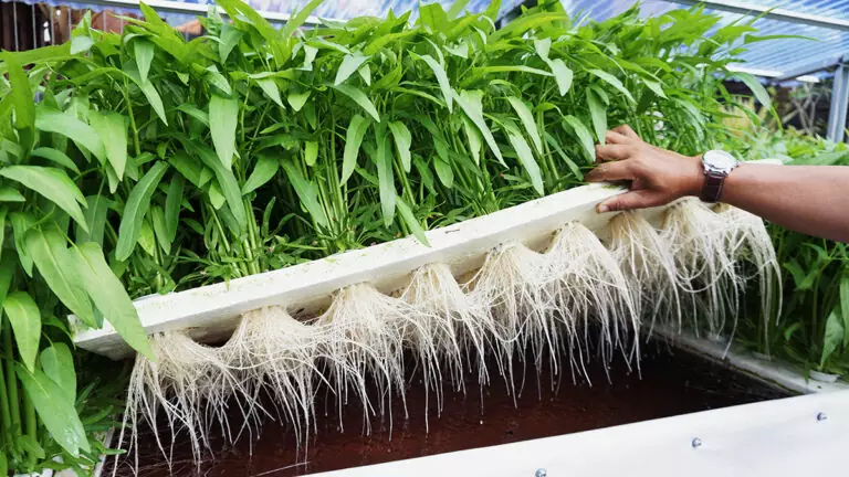 Hydroponic Roots