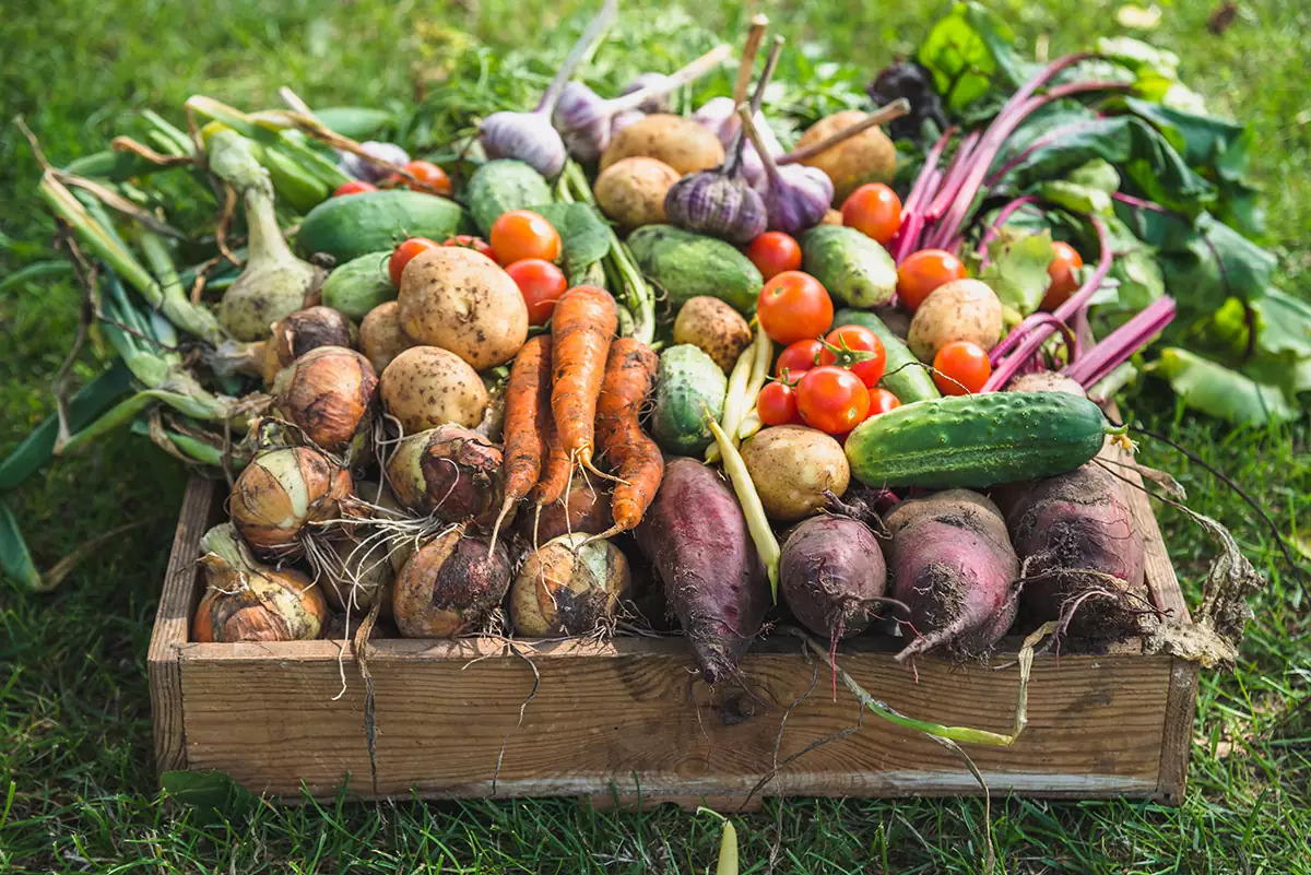 Vegetable Basket