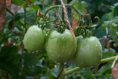 Tomatoes with rain